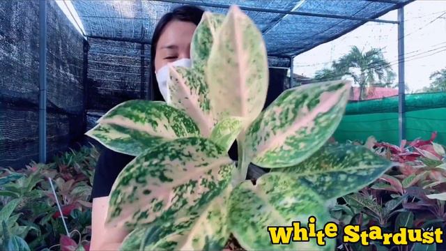 Introducing!! STAR DUST SERIES : Aglaonema @anjelouvlog2346 смотреть онлайн