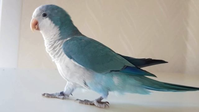 КУЗЯ! УРОК ДЛЯ ПОПУГАЯ. УЧИМ ПОПУГАЯ ГОВОРИТЬ СВОЁ ИМЯ. смотреть онлайн