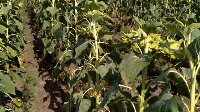 ЗАРАЗИХА 8-я раса на Тунке и LG 5580 ПОДСОЛНЕЧНИК ЛИМАГРЕЙН смотреть онлайн