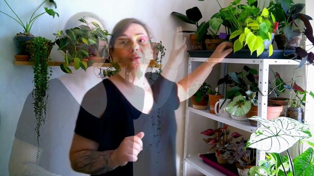 🌿PLANTES TOUR PRINTEMPS 2020 (avant Déménagement) PARTIE 1 | PLANTES TOUR