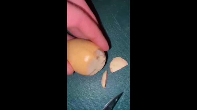 как из косточки авокадо вырастить дерево) how to grow a tree from an avocado seed смотреть онлайн