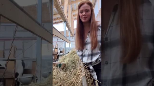УМНЫЕ ЖИВОТНЫЕ | Новый коровник смотреть онлайн