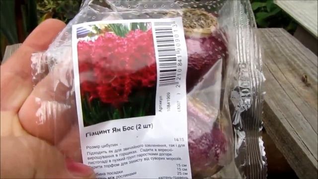 Я сажаю Гиацинты у себя на клумбе! смотреть онлайн