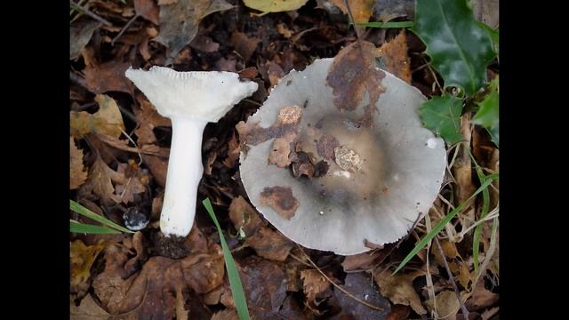 Russula grisea смотреть онлайн