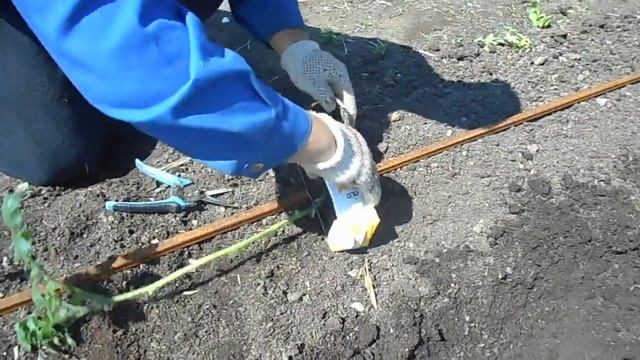 Супер новая технология посади высокорослых томатов от ХИА , или как посадить высокорослые помидоры смотреть онлайн