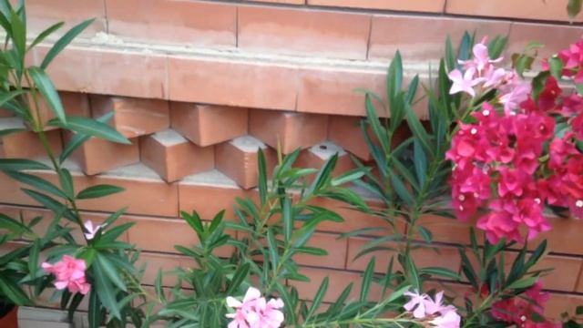 Олеандр в цвету