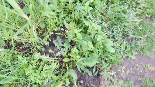 Причины появления кротов на участке смотреть онлайн