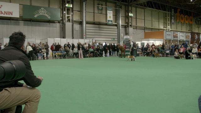 Crufts 2023 - Bulldog - puppy male смотреть онлайн