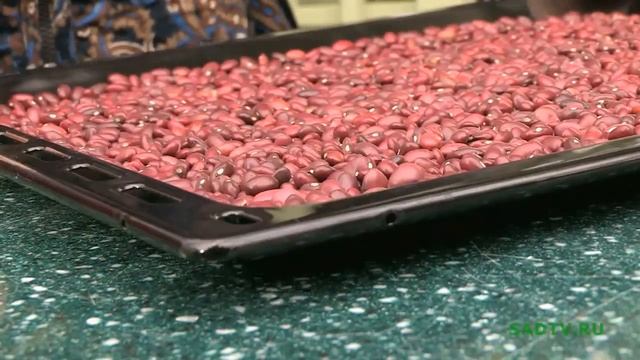 Правильное хранение фасоли смотреть онлайн