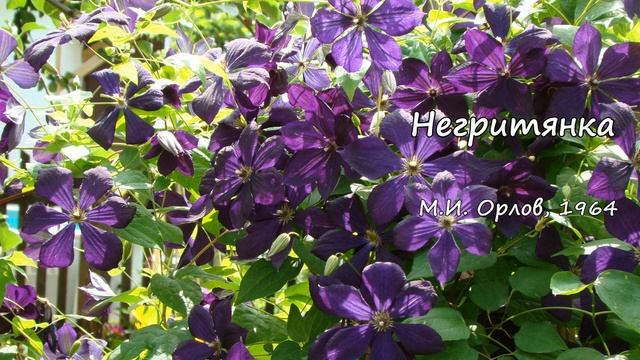 Клематисы. Джипси Квин. Продолжение смотреть онлайн