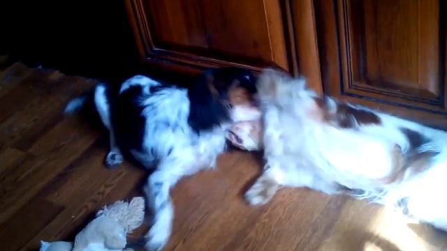 Аврора и Танго :) смотреть онлайн