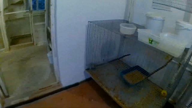 чем кормить попугаев кроме корма в период размножения? последние витамины?питание волнистых попугае смотреть онлайн