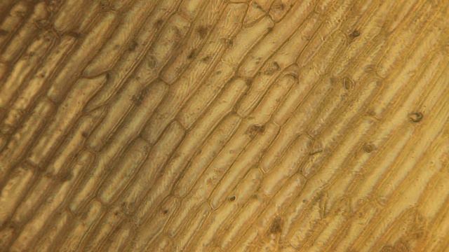 Клетки лука переменный фазовый контраст объектив 20х смотреть онлайн