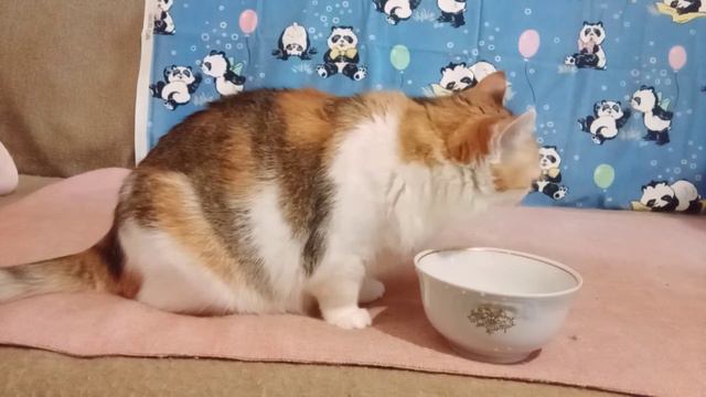 Кошка Соня пьёт молоко смотреть онлайн