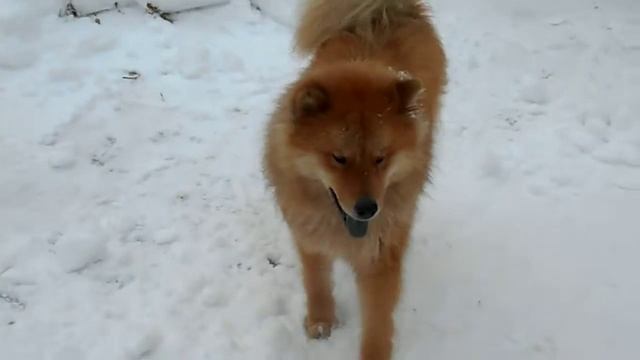 Минипиги зимой смотреть онлайн