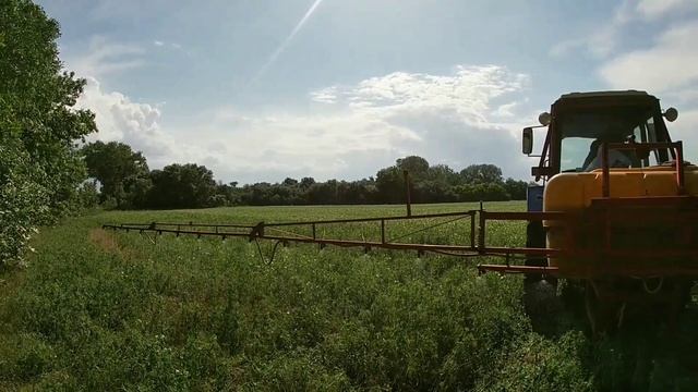 Огляд зимуючого гороху НС Мороз посіяного навесні, що з ним? Огляд ярого гороху SAATBAU смотреть онлайн