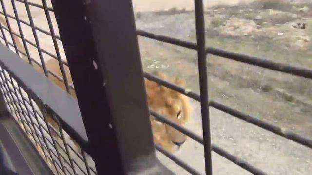 Уникальный зоопарк с львами смотреть онлайн
