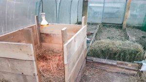 Индоутки, летнее содержание в теплице с выгулом, содержание индоуток, построили выгул для птицы