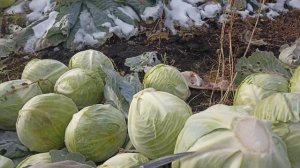 капуста лагрима от rijk zwaan