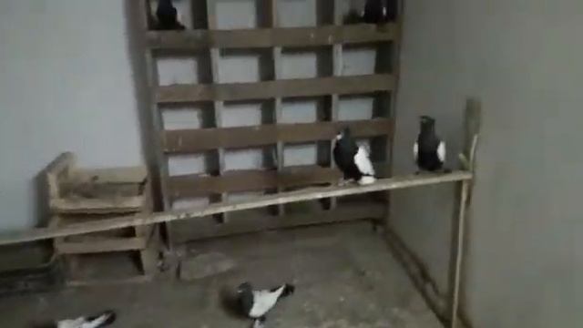 Самые красивые голуби мира смотреть онлайн