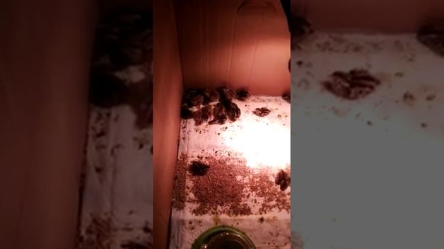 Видео к статье Можно ли вырастить перепелов из яиц, купленных в ашане? смотреть онлайн