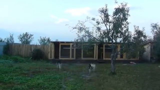 Восточно-европейские овчарки. Питомника 