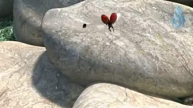 Настоящие друзья! смотреть онлайн