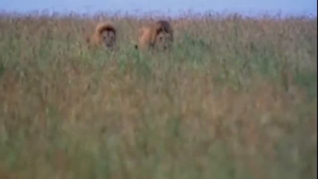 Львиный прайд, видео про диких животных Львы в бешенстве