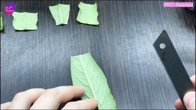 Как РАЗМНОЖИТЬ СТРЕПТОКАРПУС ФРАГМЕНТОМ ЛИСТА Подробный и пошаговый разбор ПРОЦЕССА смотреть онлайн