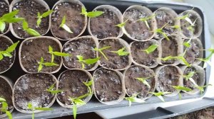 ТРИХОДЕРМА НА РАССАДЕ???