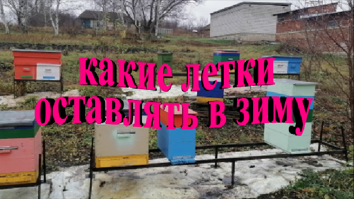 Какие летки оставлять в зиму для успешной зимовки смотреть онлайн
