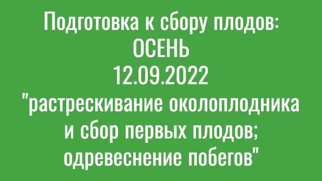 #10: «ДЕСЕРТНЫЙ САМОПЛОДНЫЙ» (Ш-ЛК-Ф2) Ч.1, ЭВОЛЮЦИОННЫЕ сорта и формы ГРЕЦКОГО ОРЕХА // walnut смотреть онлайн