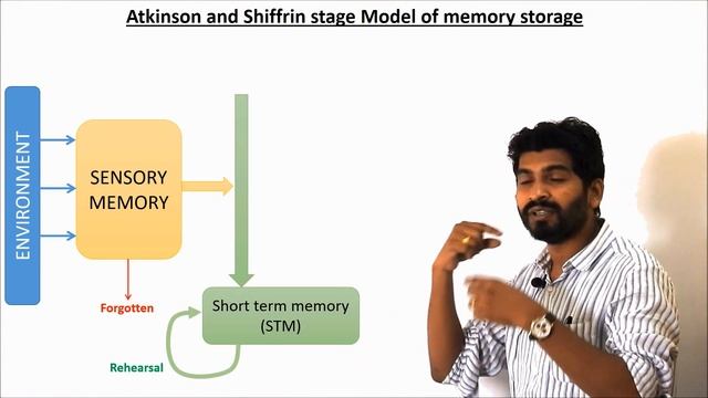 Atkinson and Shiffrin's stage model of Memory смотреть онлайн