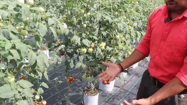 घर के छत से मोटी कमाई!Hydroponic business information &success story! hydroponic business ideas смотреть онлайн