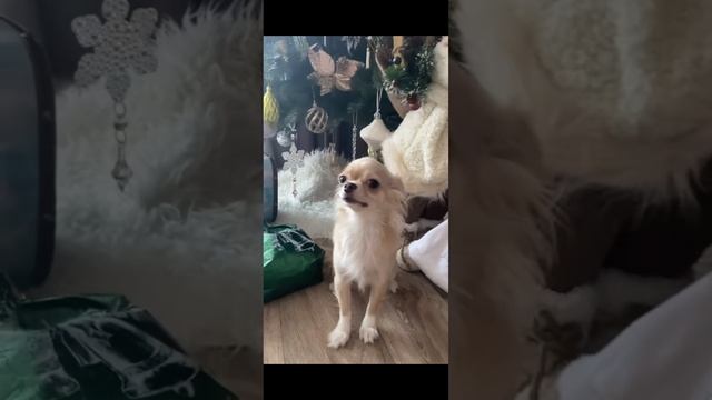 #новыйгод #2023 #собака #эля