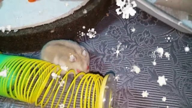 ПРОГУЛКА ХОМЯКА / ИГРОВАЯ ПЛОЩАДКА ДЛЯ ХОМЯКА /Hamster Playground