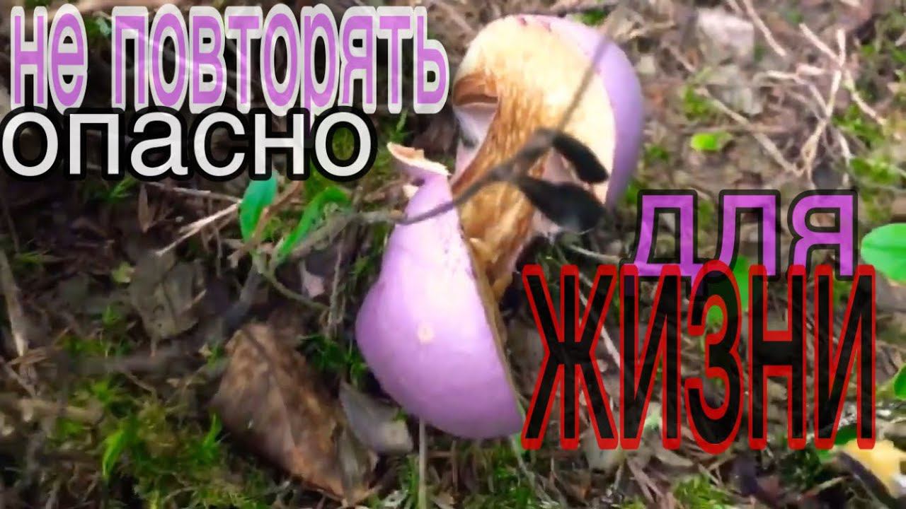 Опасные грибы растущие в России или Как правильно собирать бригочки в лесочке смотреть онлайн