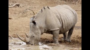 Белый носорог из Красной книги, самый большой из носорогов.
