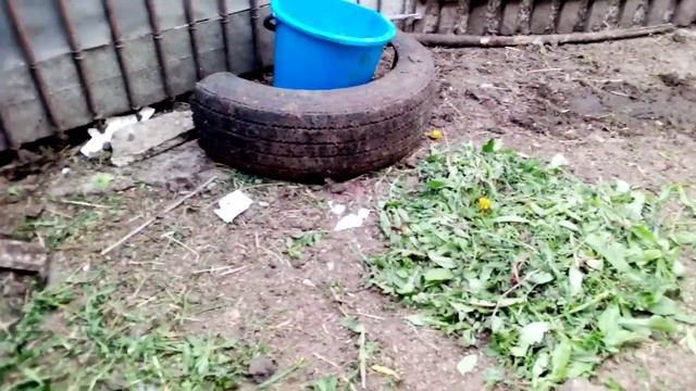 Сгорела Свинья. смотреть онлайн