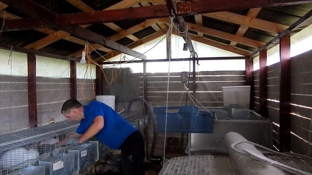 Калифорнийские самцы 3 месяца. Вид и вес. смотреть онлайн