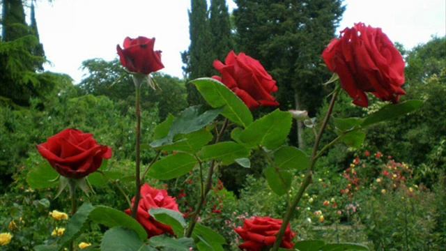 МНЕ МАМА ТИХО ГОВОРИЛА смотреть онлайн