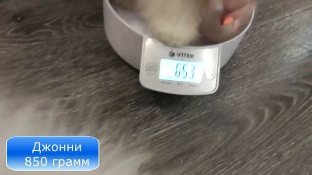 Померанский шпиц @ ЩЕНКИ 3 месяца/ Shpitz