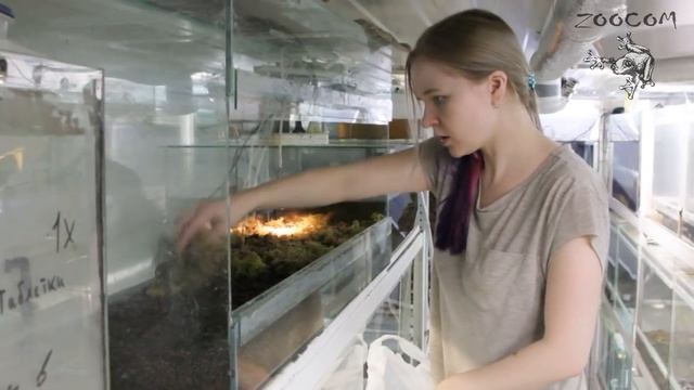 Простой вариант террариума для жабы: делаем вместе. смотреть онлайн