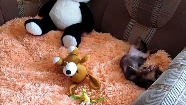 Уход за щенком таксы. Мой опыт.