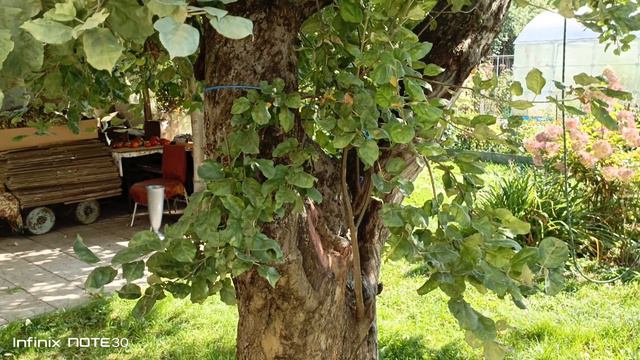 Наш мини садик, Наш сад, Очень жарко... Как Вам? смотреть онлайн