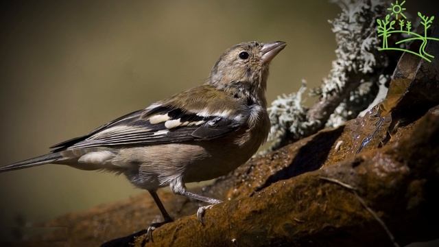 Голоса птиц Как поёт Зяблик, черноморский подвид (Fringilla coelebs solomkoi).mp4 смотреть онлайн