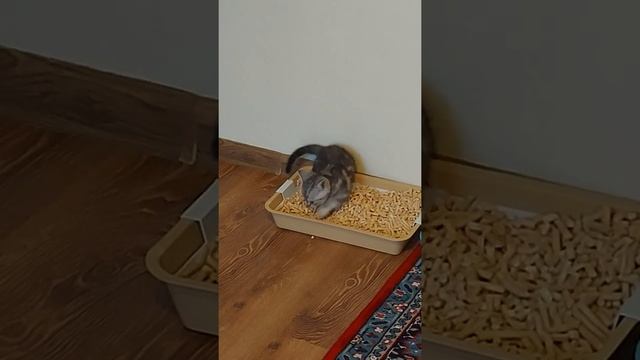 приручили к лотку)))шотланлский ? смотреть онлайн