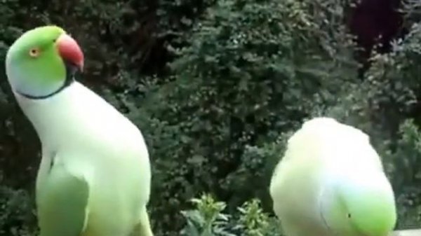 Попугаи курлыкают