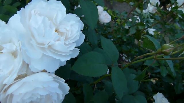 Роза L.D. Braithwaite смотреть онлайн