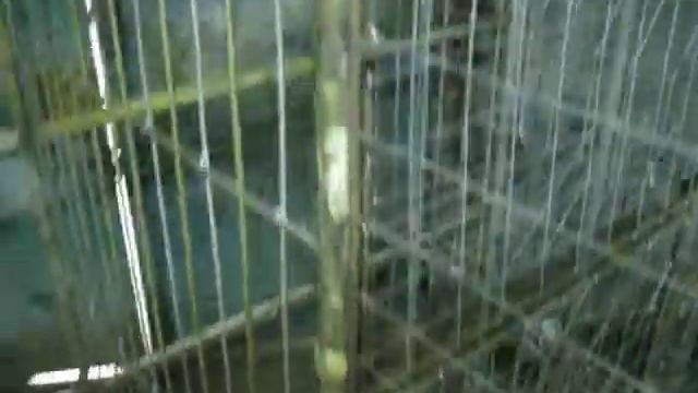 Кроличья клетка смотреть онлайн